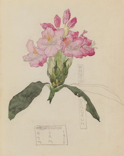 Studie av en Rhododendron av Charles Rennie and MacDonald Mackintosh Margaret Mackintosh