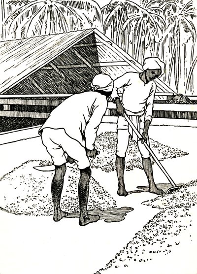 Torkning av kakao, 1912 av Charles Robinson