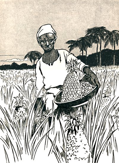 Samla ananas, 1912 av Charles Robinson