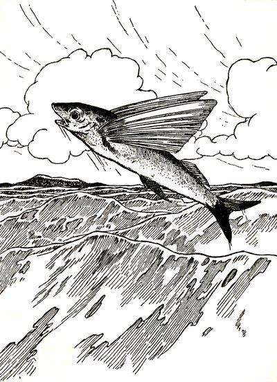 Flygfisken, 1912 av Charles Robinson