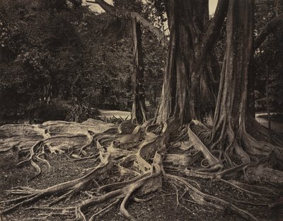 Rubber Tree, Assam, Indien (Ficus Elastica) av Charles T. Scowen