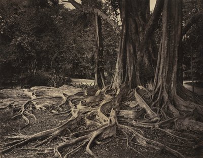 Rubber Tree, Assam, Indien Ficus Elastica, ca 1880-talet. av Charles T. Scowen