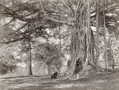 En gentleman som sitter under ett stort inhemskt träd på brittiska Ceylon, nu kallat Sri Lanka, 1880-talet av Charles T Scowen and Co
