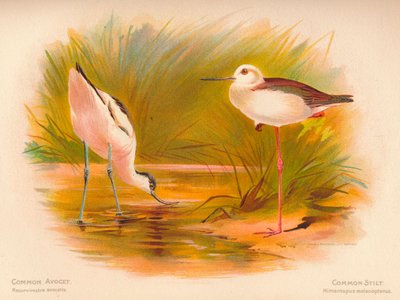 Vanlig avocet Recurvirostra avocetta, vanlig stilta Himantopus melanopterus, 1900, 1900 av Charles Whymper