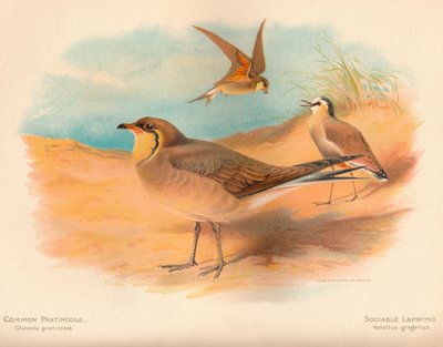 Common Pratincole Glareola pratincola, sällskaplig vipa Vanellus gregarius, 1900, 1900 av Charles Whymper
