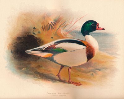 Sheldrake Tadorna cornuta, 1900, 1900 av Charles Whymper