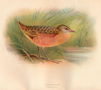 Kornknarren Crex pratensis, 1900, 1900 av Charles Whymper