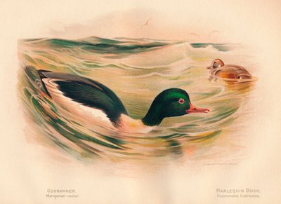 Goosander Merganser hjul, Harlequin Duck Cosmonetta histrionica, 1900, 1900 av Charles Whymper