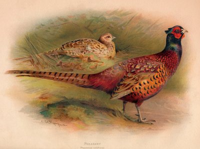 Fasan Phasianus colchicus, 1900, 1900 av Charles Whymper