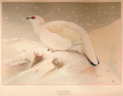 ripa Lagopus stum, 1900, 1900 av Charles Whymper
