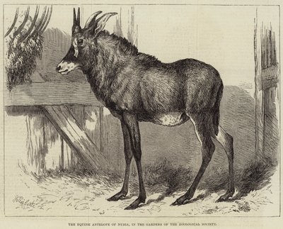 Equine Antilope of Nubia, i Zoological Societys trädgårdar av Charles William Carter