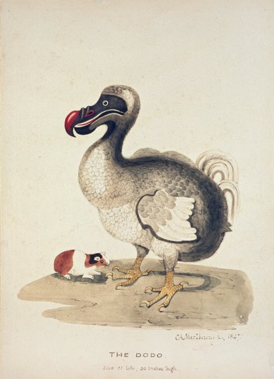 Studie av en Dodo och ett marsvin, 1847 av Charlotte Augusta Spencer Churchill