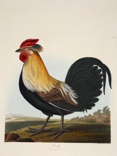 Cock, Phasianus, pub. 1835 Handfärgad gravyr. av Charlotte Lousia Emily Perrott