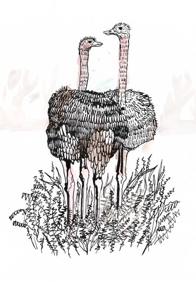 Flamingos, 2018 (penna och bläck) av Charlotte Orr
