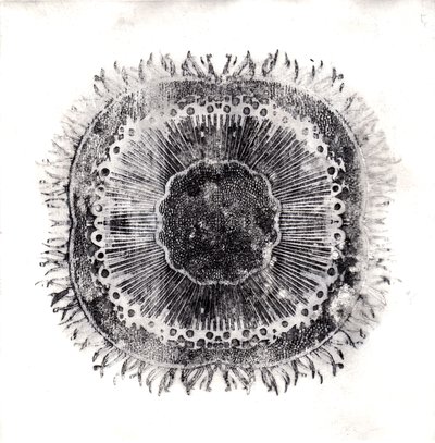 Plant Cells, 2019 (torrpunktsetsning) av Charlotte Orr