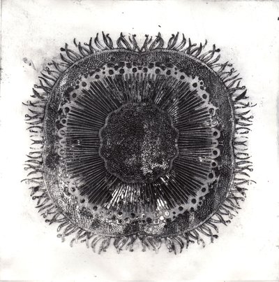 Plant Cells, 2019 (torrpunktsetsning) av Charlotte Orr