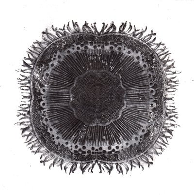 Plant Cells, 2019 (torrpunktsetsning) av Charlotte Orr