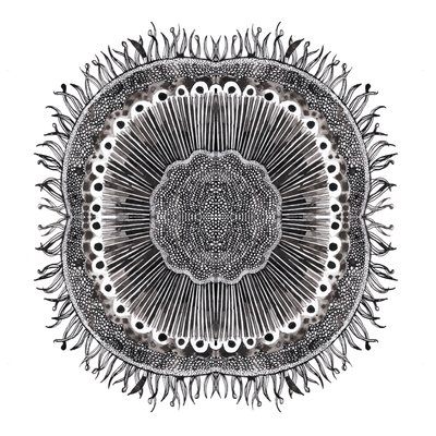 Plant Cells, 2019 (penna och bläck) av Charlotte Orr
