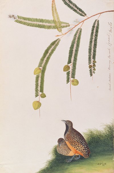 Barred Buttonquail, från Drawings of Birds from Malacca, c.1805-18 (wc på papper) av Chinese School