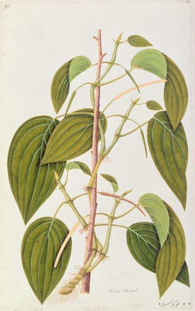 Betel Leaf, från Fifty-Five Drawings of Medicinal Plants of Malacca, Volym 1, c.1805-18 (wc på papper) av Chinese School
