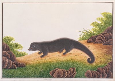 Binturong, från teckningar av djur, insekter och reptiler från Malacka, c.1805-18 (wc & gouache på papper) av Chinese School