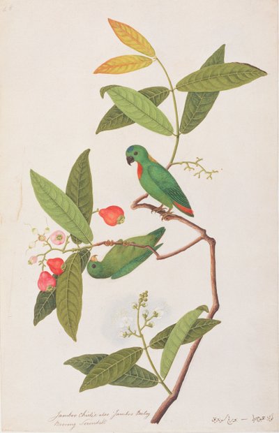 Blåkrönt hängande papegoja, från teckningar av fåglar från Malacka, c.1805-18 (wc på papper) av Chinese School