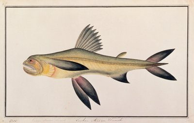 Bombay Duck, från Drawings of Fishes from Malacca, c.1805-18 (wc på papper) av Chinese School