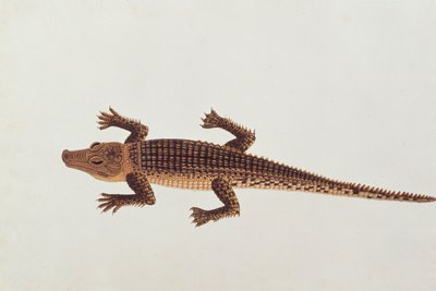 Boo-ay-ah Alligator, från teckningar av djur, insekter och reptiler från Malacka, c.1805-18 (wc och gouache på papper) av Chinese School