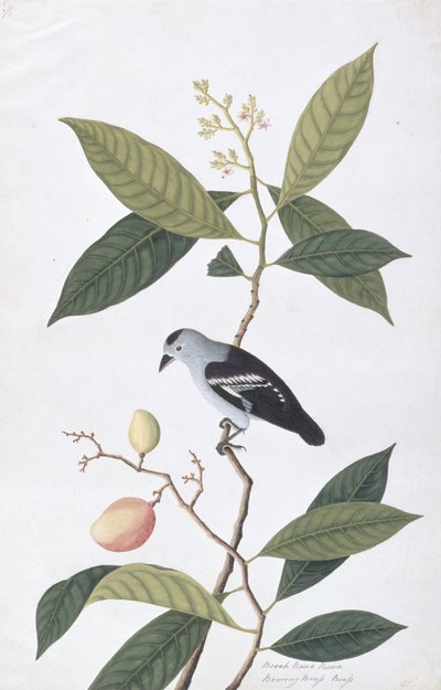 Booah Nawa Hawa, från Drawings of Birds from Malacca, c.1805-18 (wc på papper) av Chinese School