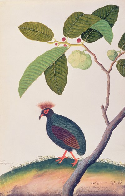 Booah Tumpang, från Drawings of Birds from Malacca, c.1805-18 (wc på papper) av Chinese School