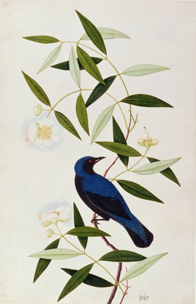 Boorah Farleeh, från Drawings of Birds from Malacca, c.1805-18 (wc på papper) av Chinese School