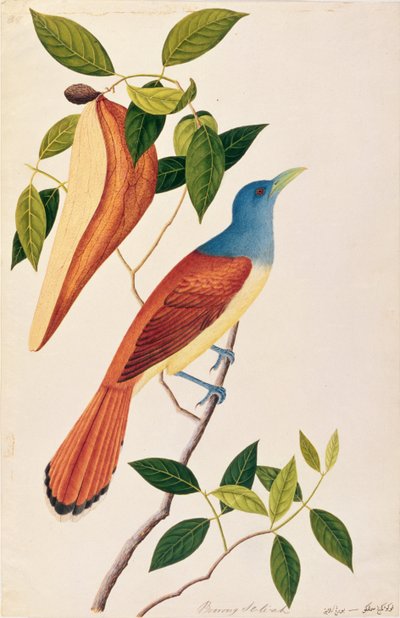 Boorong Seli-ah, från Drawings of Birds from Malacca, c.1805-18 (wc på papper) av Chinese School