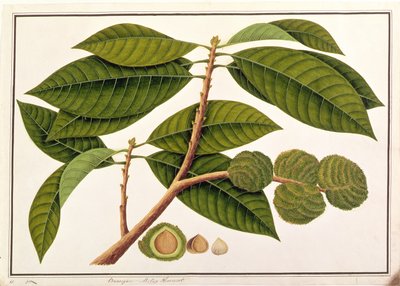 Brangam eller Malay Chestnut, från Drawings of Plants from Malacca, c.1805-18 (wc på papper) av Chinese School