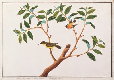 Brunstrupig solfågel och rubinkindad solfågel, från Drawings of Birds from Malacca, c.1805-18 (wc på papper) av Chinese School