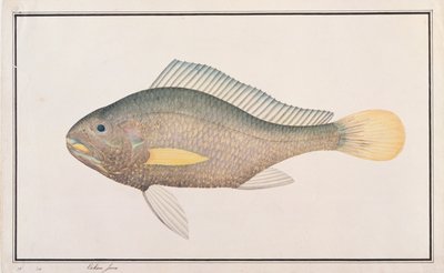Croaker, från Drawings of Fishes from Malacca, c.1805-18 (wc på papper) av Chinese School