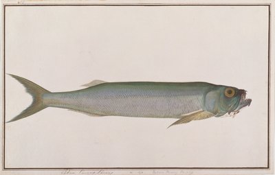 Dorab Wolf-silling, från Drawings of Fishes from Malacca, c.1805-18 (wc på papper) av Chinese School