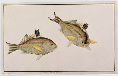 Eekan King-kerong, från Drawings of Fishes from Malacca, c.1805-18 (wc på papper) av Chinese School