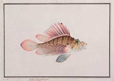 Eekan Linqah Singah, från Drawings of Fishes from Malacca, c.1805-18 (wc på papper) av Chinese School