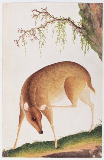 Fawn, från teckningar av djur, insekter och reptiler från Malacka, ca 1805-18 (wc och gouache på papper) av Chinese School