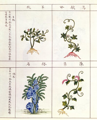 Fyra växter från en Pen Tsao, en samling medicinalväxter, 1700-1800-talet av Chinese School