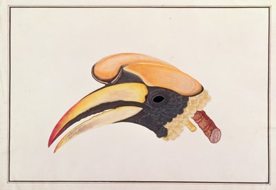 Stor näshornsfågel, från teckningar av fåglar från Malacka, c.1805-18 (wc på papper) av Chinese School