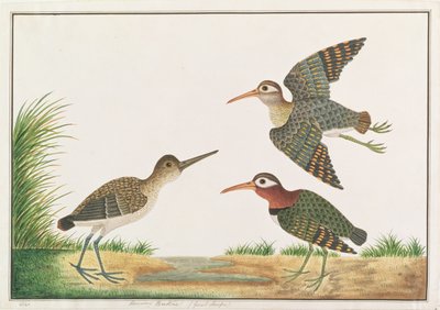 Större målad snipe, från teckningar av fåglar från Malacka, c.1805-18 (wc på papper) av Chinese School