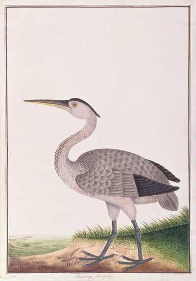 Grey Heron, från Drawings of Birds from Malacca, c.1805-18 (wc på papper) av Chinese School