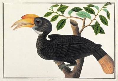 Ke ke, från Drawings of Birds from Malacca, c.1805-18 (wc på papper) av Chinese School
