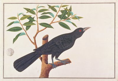 Koel, från Drawings of Birds from Malacca, c.1805-18 (wc på papper) av Chinese School
