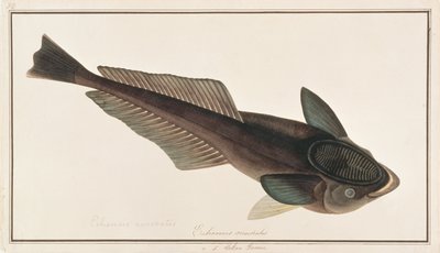Levande Sharksucker, från Drawings of Fishes from Malacca, c.1805-18 (wc på papper) av Chinese School
