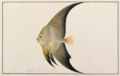 Långfenad fladdermusfisk, från teckningar av fiskar från Malacka, ca 1805-18 (wc på papper) av Chinese School