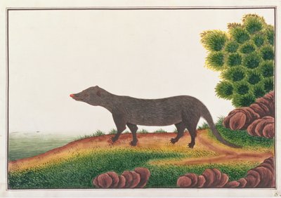 Mongoose, från teckningar av djur, insekter och reptiler från Malacka, c.1805-18 (gouache & wc på papper) av Chinese School