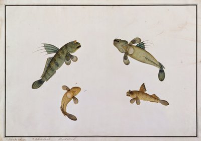 Mud Fish, Bloodo chiena, Bloodo La-ore, från Drawings of Fishes from Malacca, c.1805-18 (wc på papper) av Chinese School