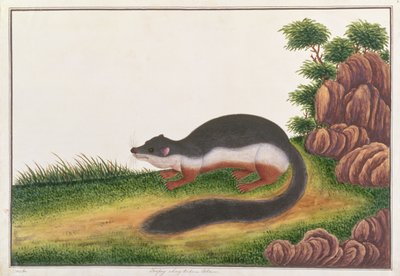 Prevosts Squirrel, från Drawings of Animals, Insects and Reptiles from Malacca, c.1805-18 (gouache och wc på papper) av Chinese School